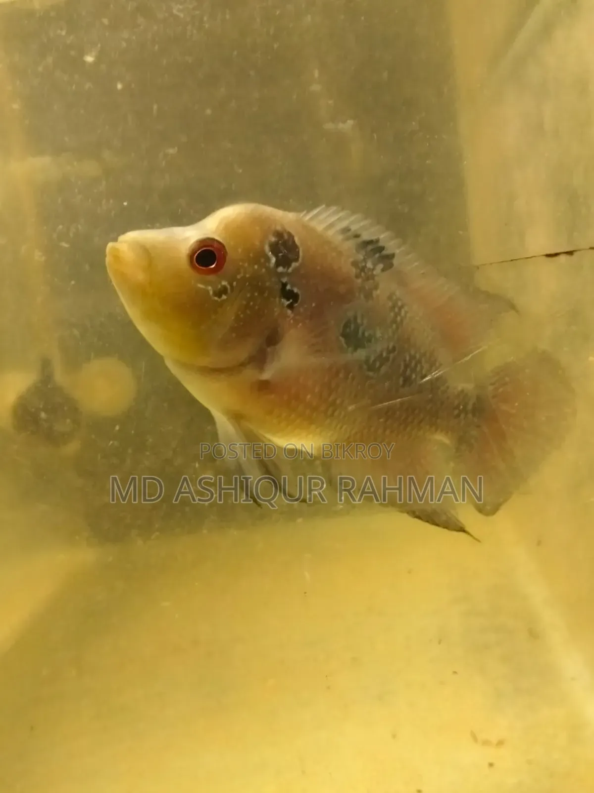 Aquarium Fish