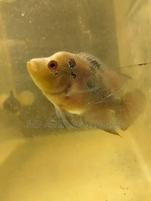 Aquarium Fish