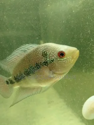 Aquarium Fish