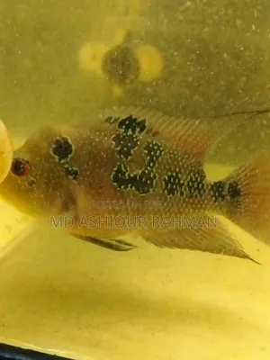 Aquarium Fish