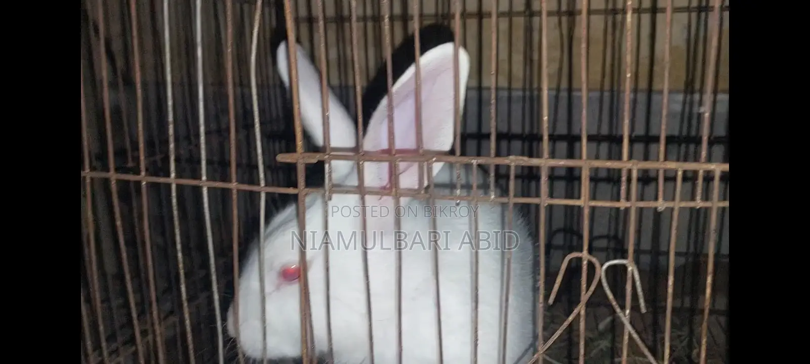 A pair of rabbits for sale