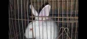 A pair of rabbits for sale
