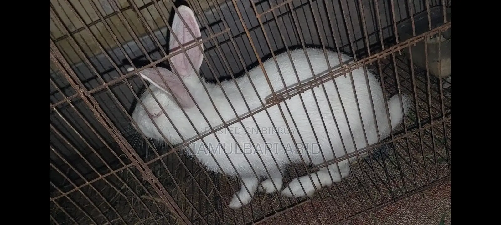 A pair of rabbits for sale
