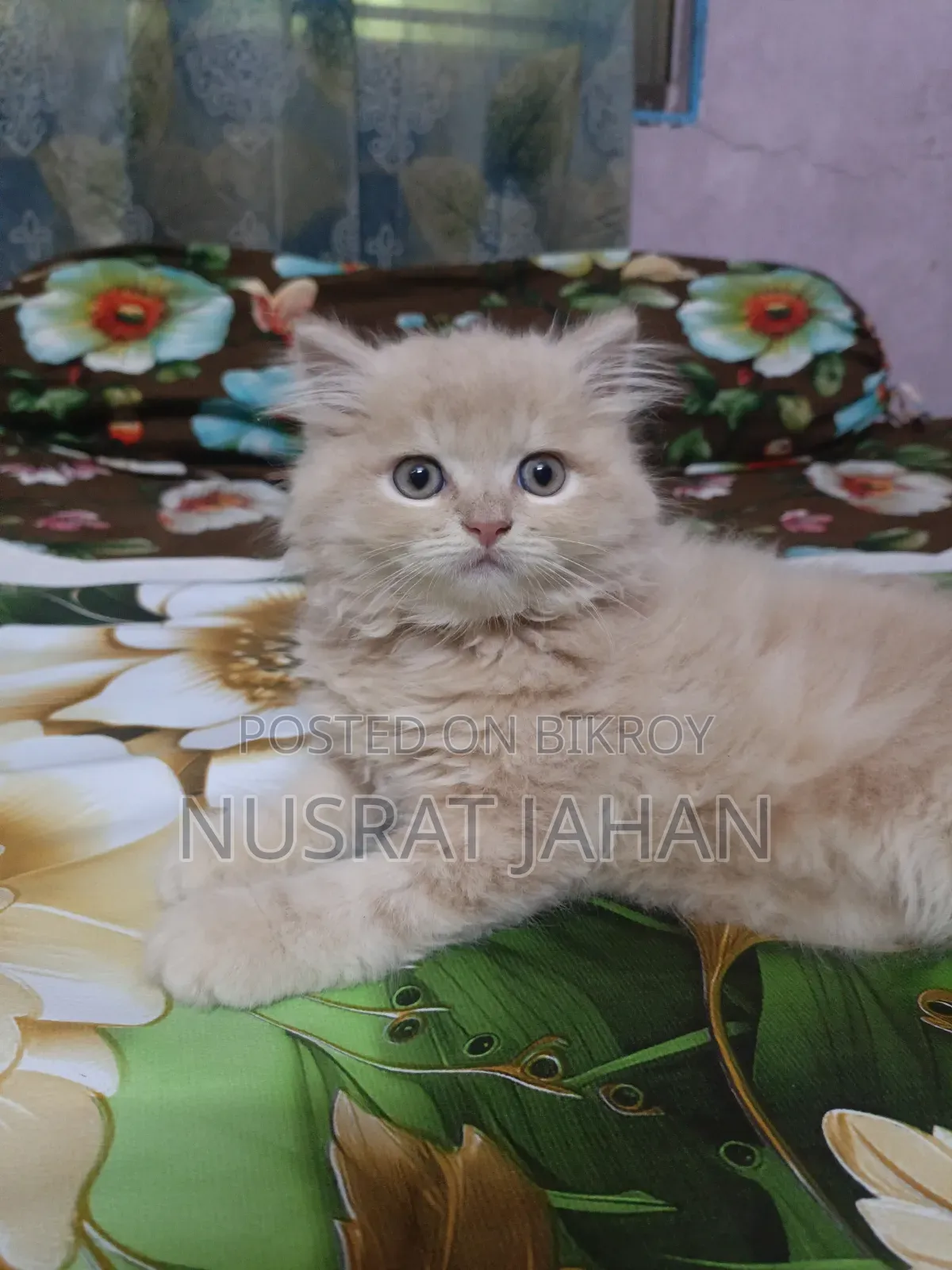 1-3 Months Male Purebred Persian