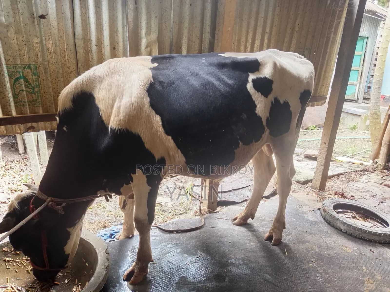 Friesian Cow for Sale. Raised in a natural environment.