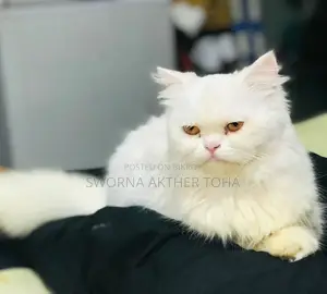 3-6 months Male Purebred Persian
