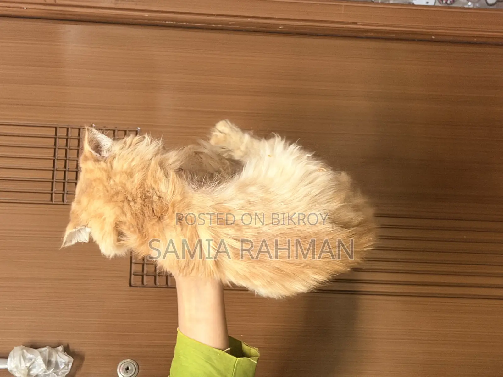 1-3 Months Female Purebred Persian