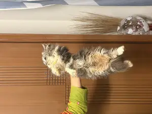 1-3 Months Female Purebred Persian