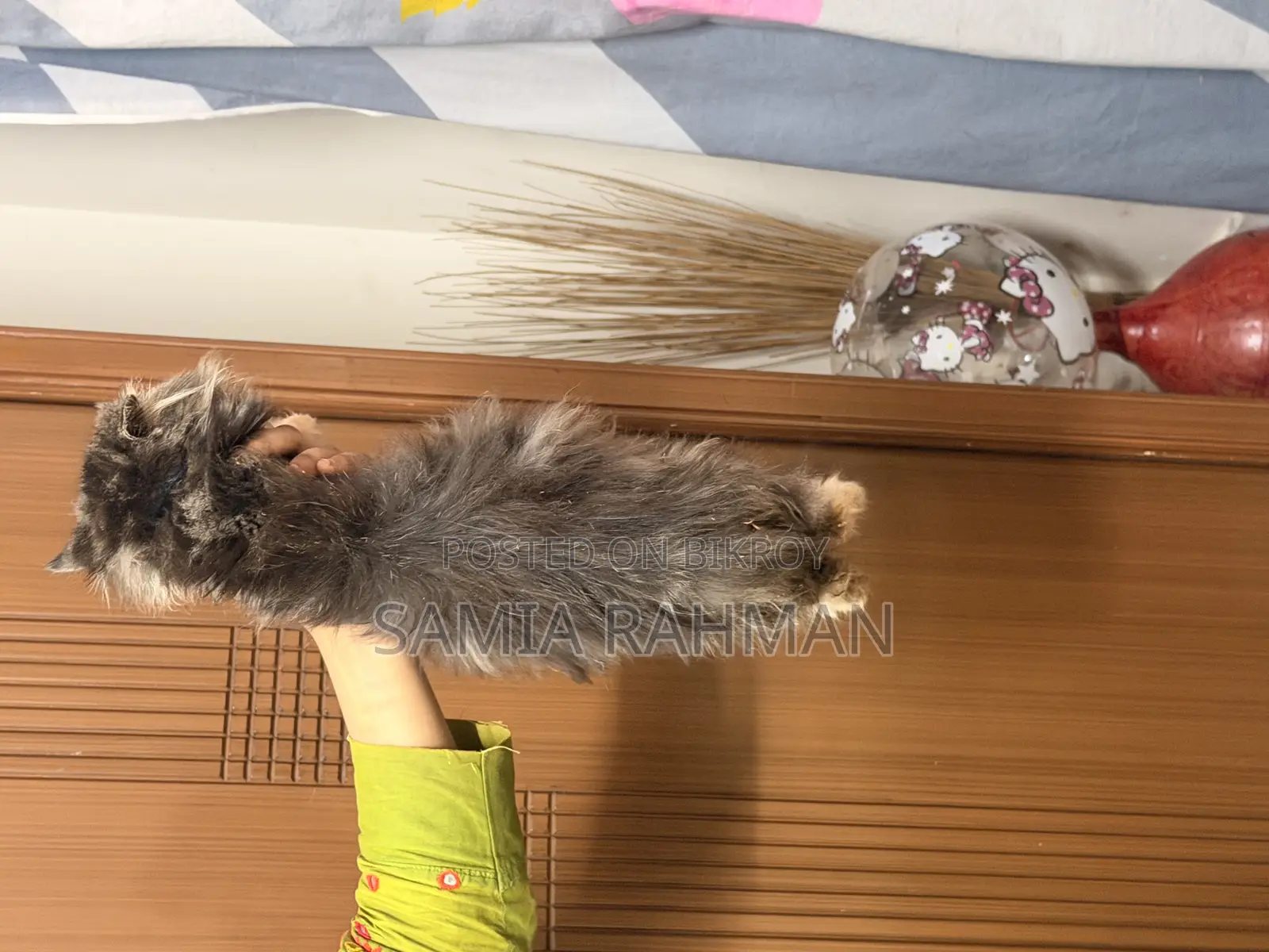 1-3 Months Female Purebred Persian