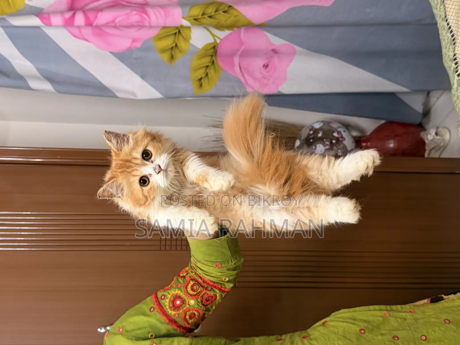 1-3 Months Female Purebred Persian