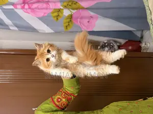 1-3 Months Female Purebred Persian