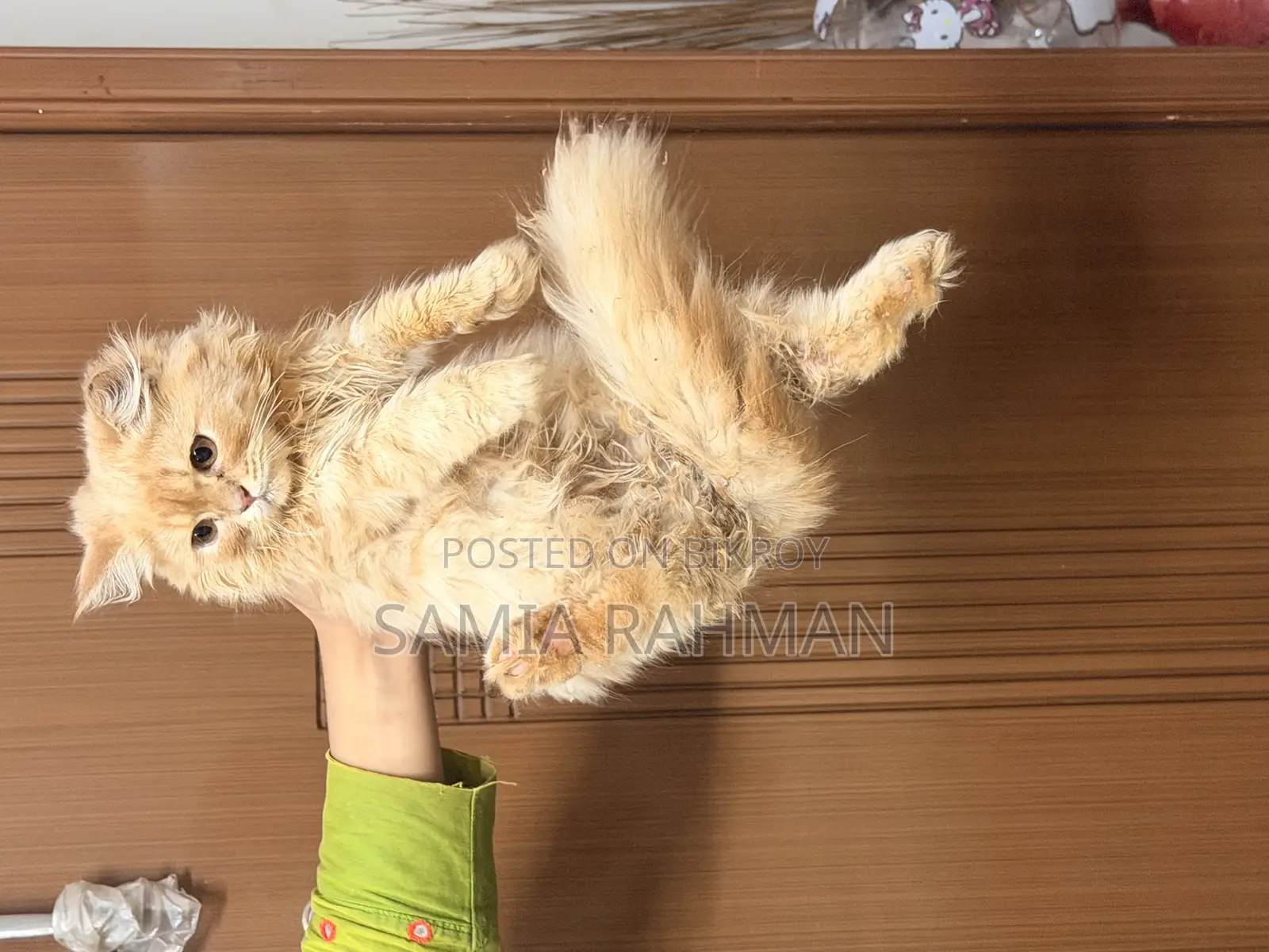 1-3 Months Female Purebred Persian