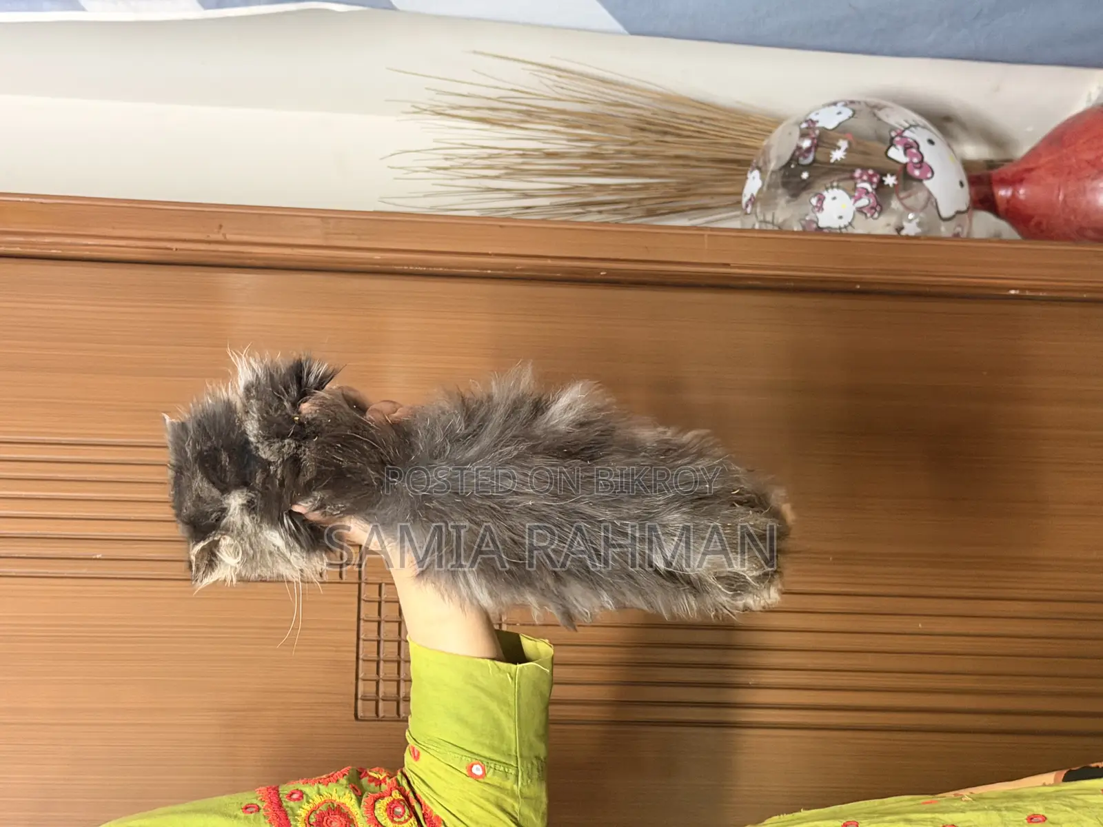 1-3 Months Female Purebred Persian