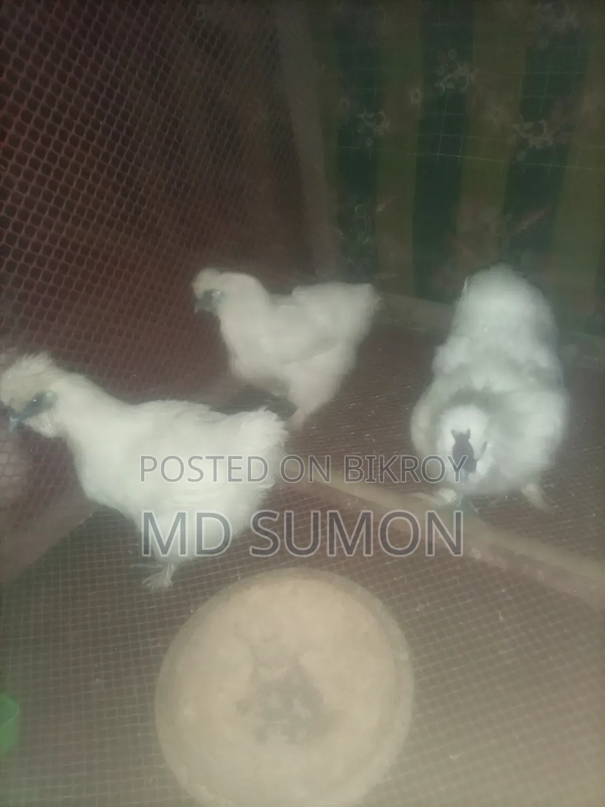 Silkie Chickens for Sale