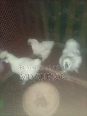 Silkie Chickens for Sale