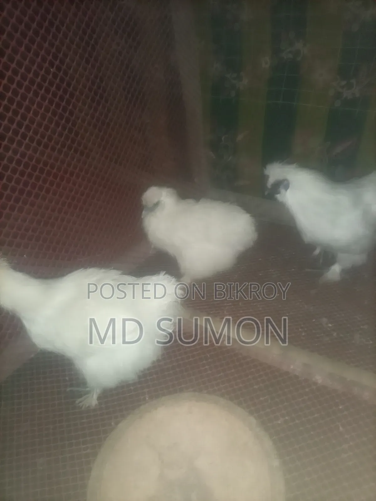 Silkie Chickens for Sale