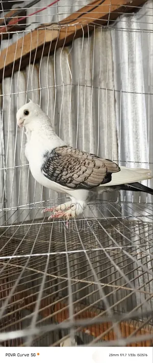 Mal Pigeon for Sale