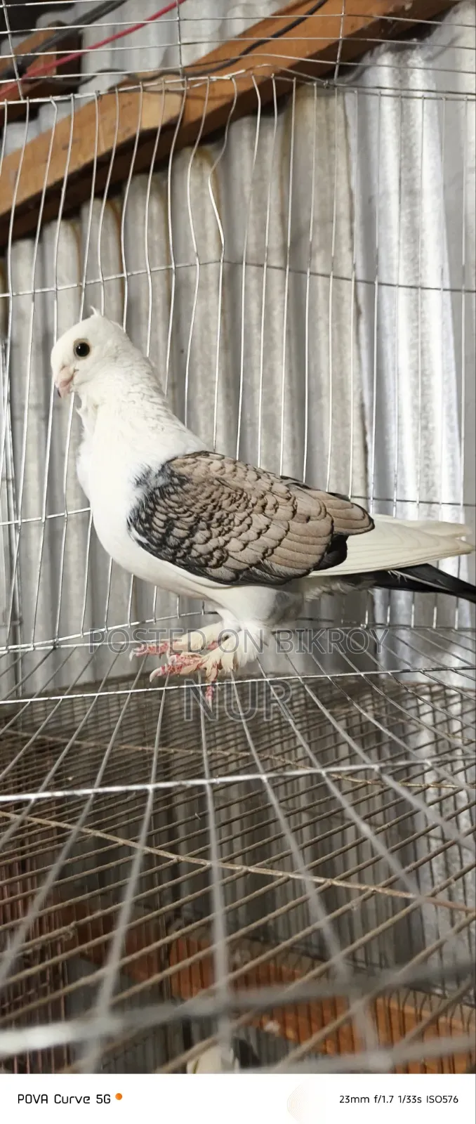 Mal Pigeon for Sale