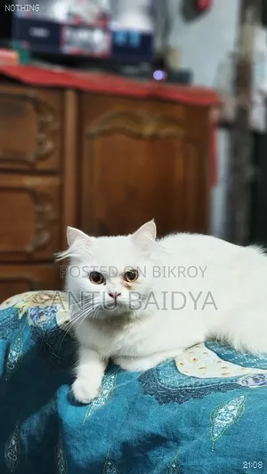 1+ Year Female Purebred Persian