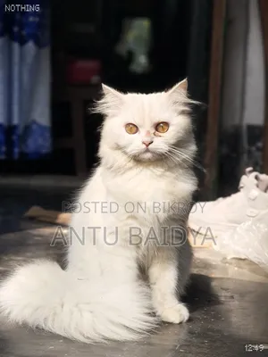1+ Year Female Purebred Persian Cat