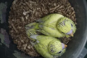  Latino Red Eye Hand Tame Baby Pair Sell 
 Full Healthy Bird
