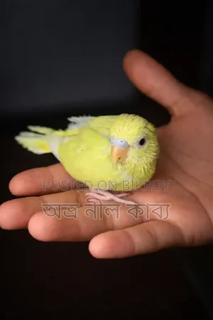 Latino Red Eye Hand Tame Baby Pair for Sale - Full Healthy Birds