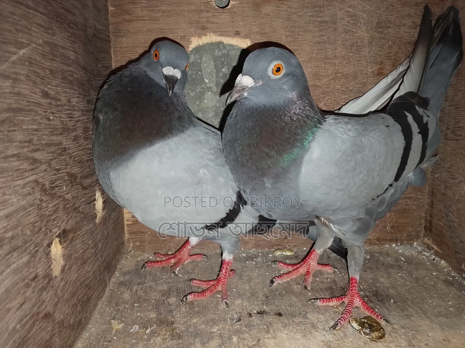 Racer Pigeons