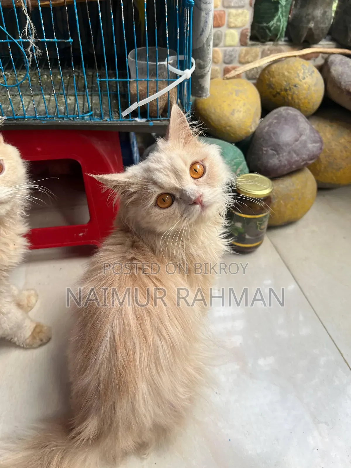 6-12 Months Male Purebred Persian