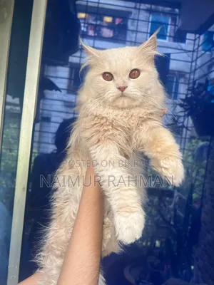 6-12 Months Male Purebred Persian