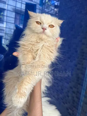 6-12 Months Male Purebred Persian
