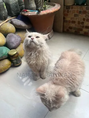 6-12 Months Male Purebred Persian
