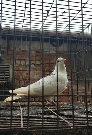 রানিং কবুতর