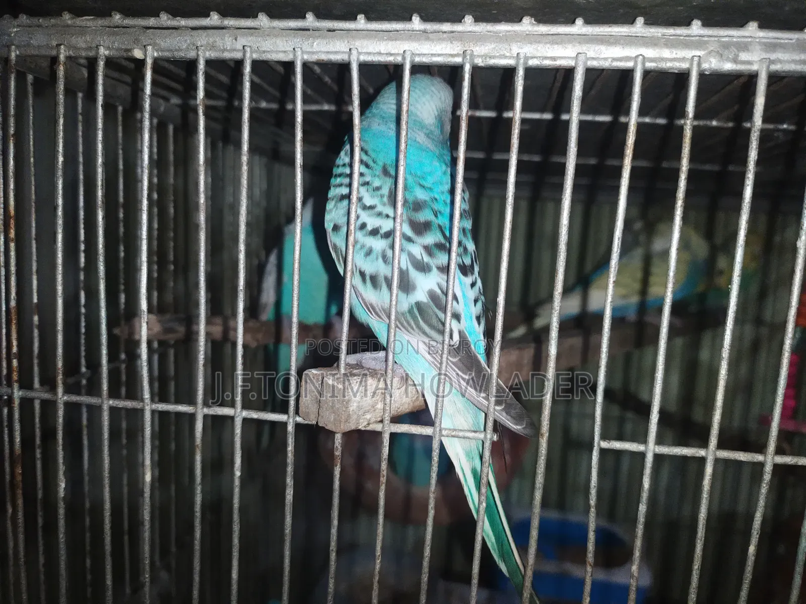 Budgerigar Bird