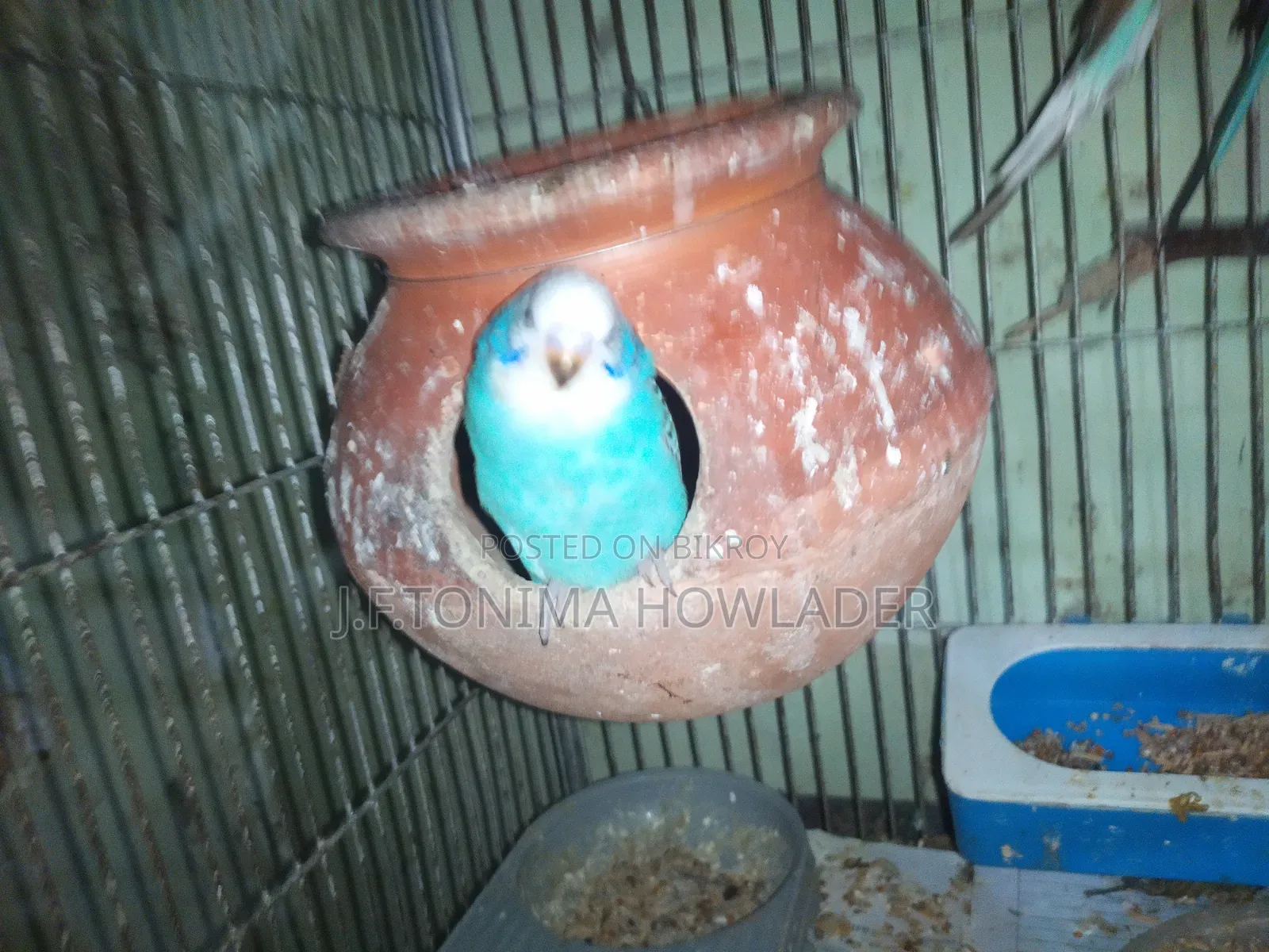 Budgerigar Bird