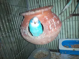 Budgerigar Bird