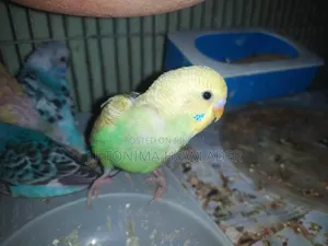 Budgerigar Bird