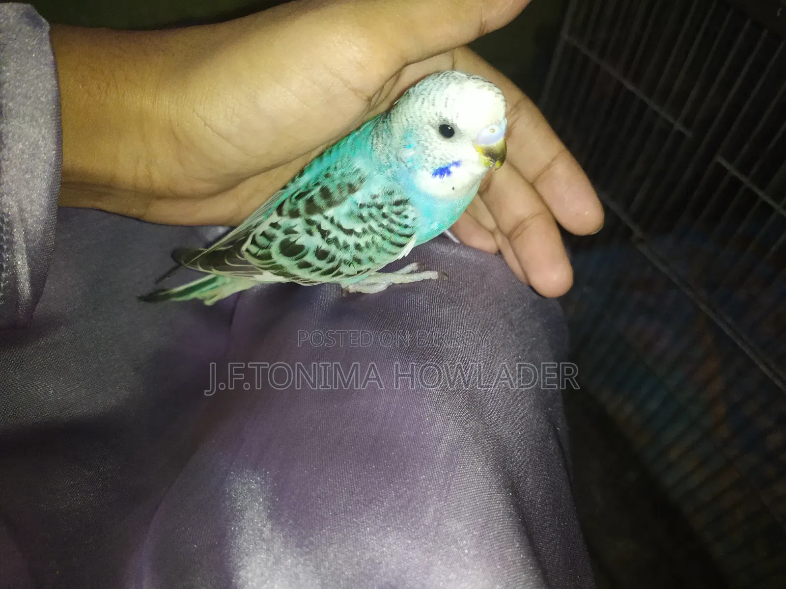 Budgerigar Bird