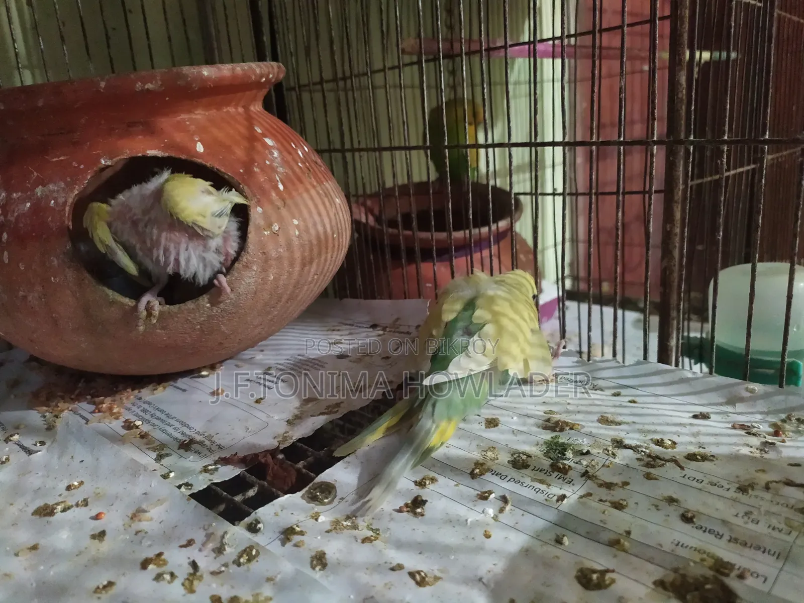 Budgerigar Bird