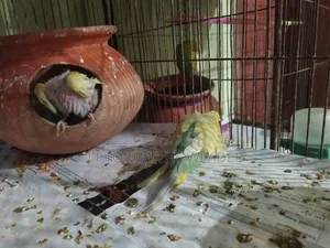 Budgerigar Bird