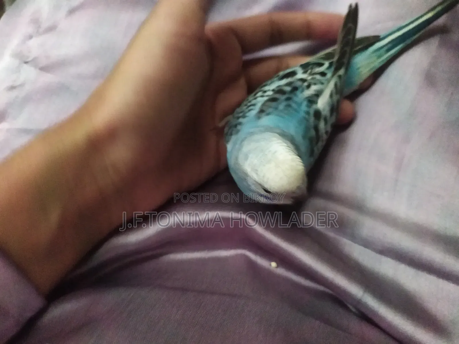Budgerigar Bird