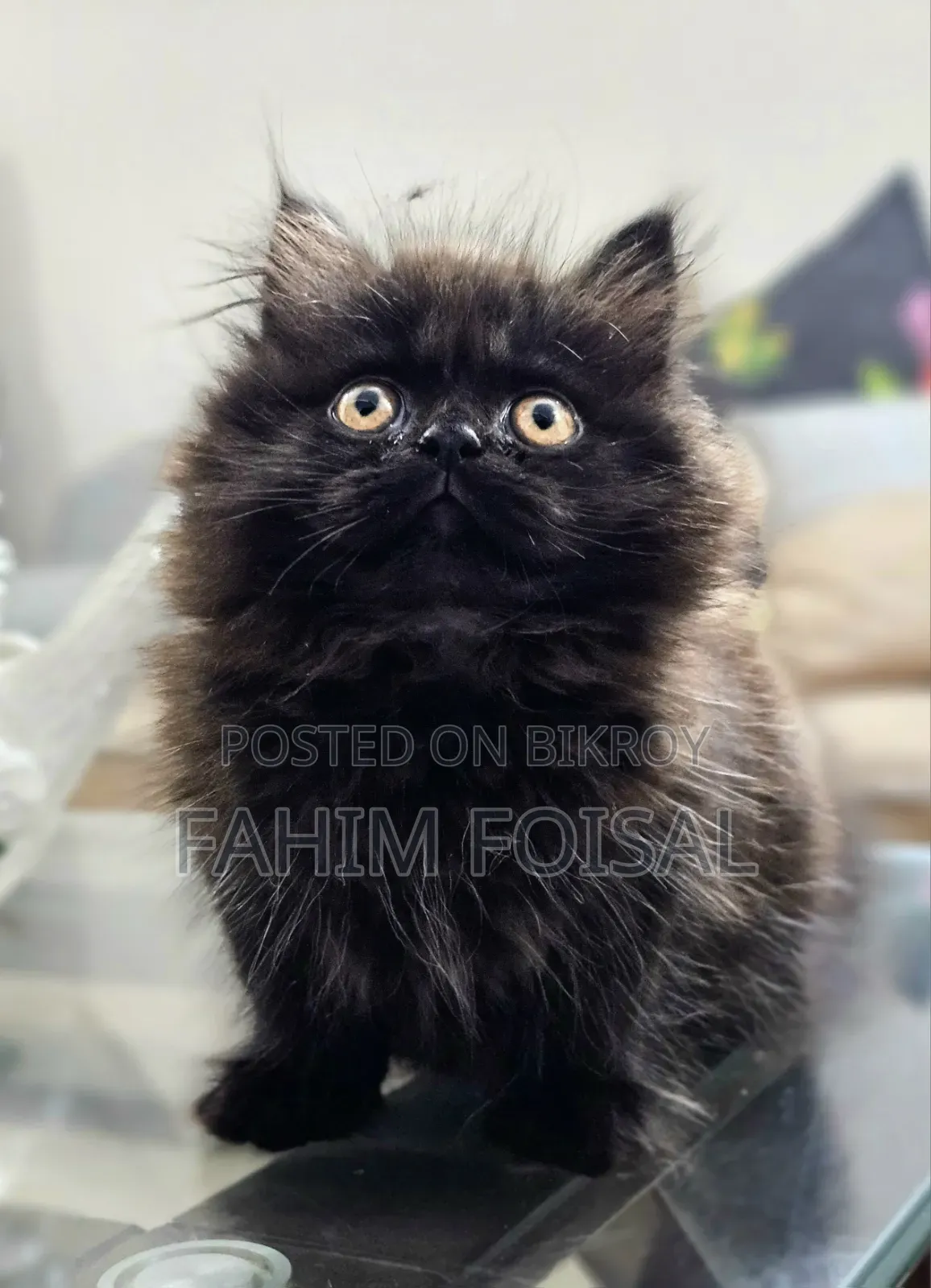 1-3 Months Male Purebred Persian