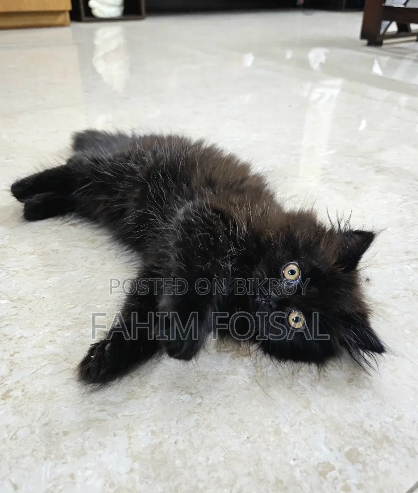 1-3 Months Male Purebred Persian