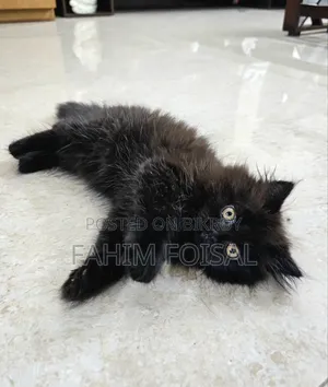 1-3 Months Male Purebred Persian