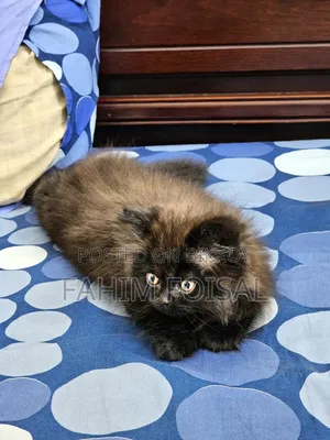 1-3 Months Male Purebred Persian