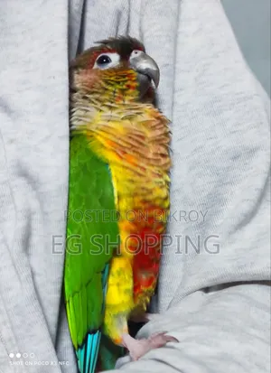 Full Tam Conure Bird