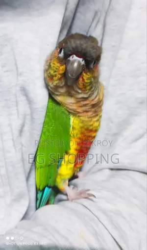 Full Tam Conure Bird