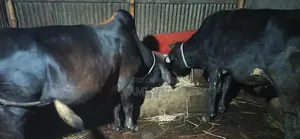 (Cow Sell)