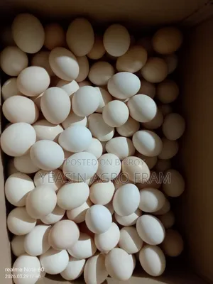 দেশি মুরগী ডিম বিক্রি করা হবে