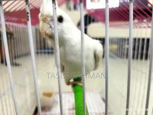 ককটেল অ্যালবিনো