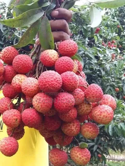 Fresh China-3 Litchi Wholesale from the Garden